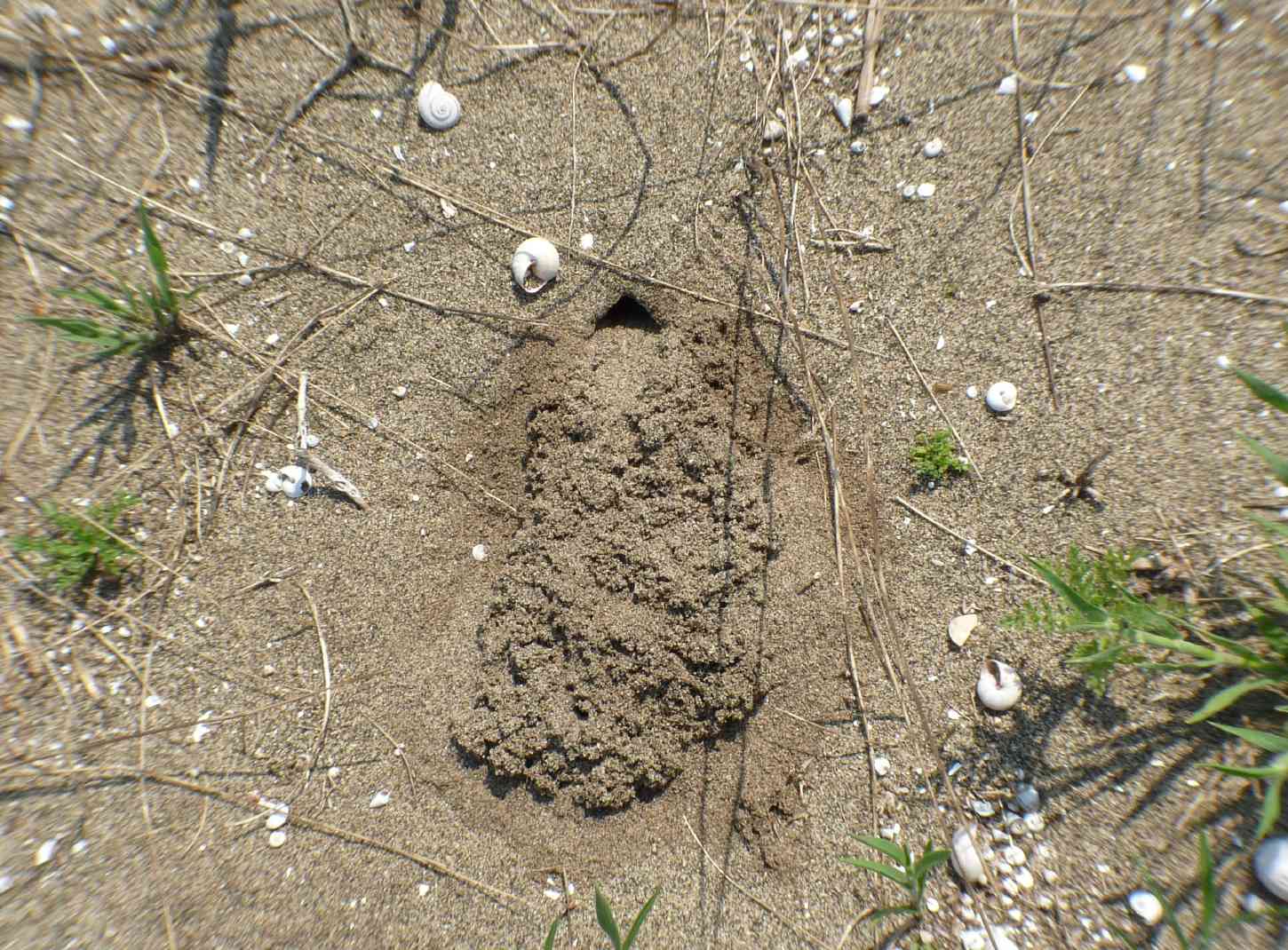 Scarites buparius maschio e femmina